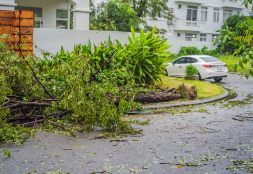 tree branches scatter the yard after a storm
