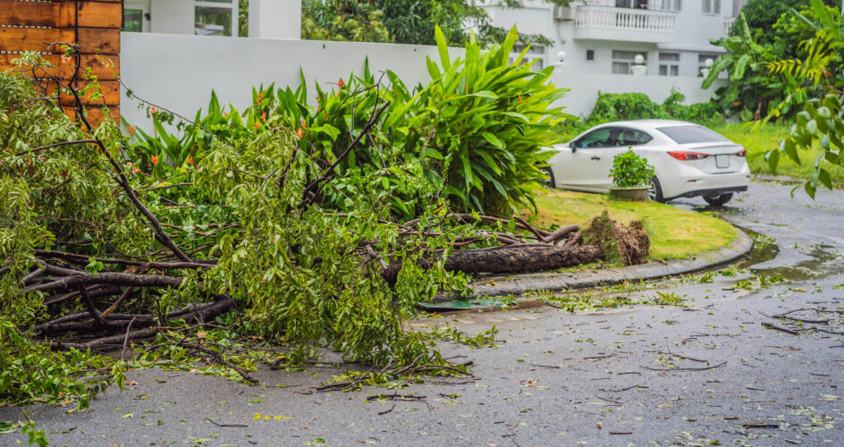 tree branches scatter the yard after a storm