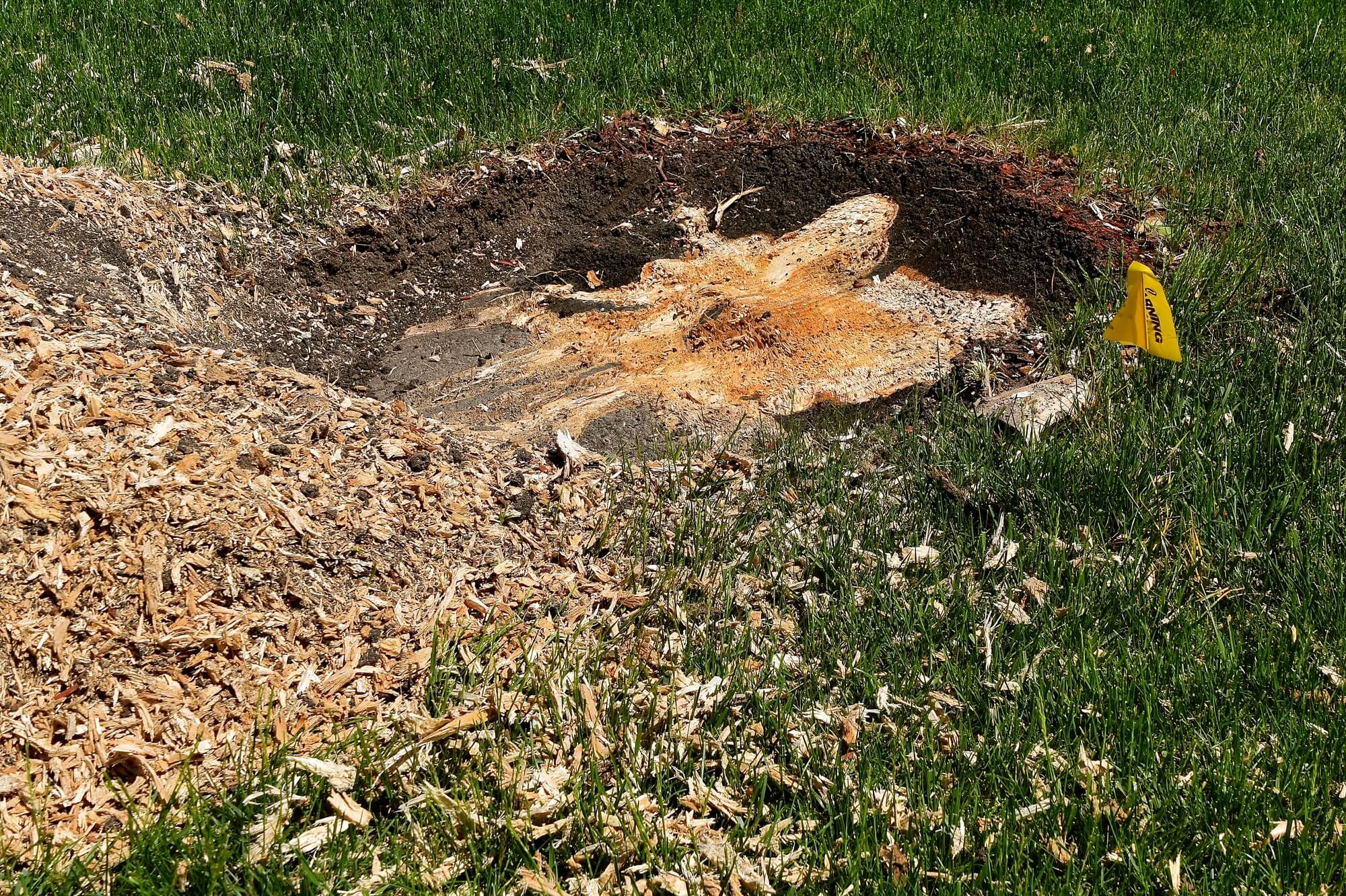 5 Reasons to Hire a Pro for Tree Stump Grinding Services | Big Easy ...