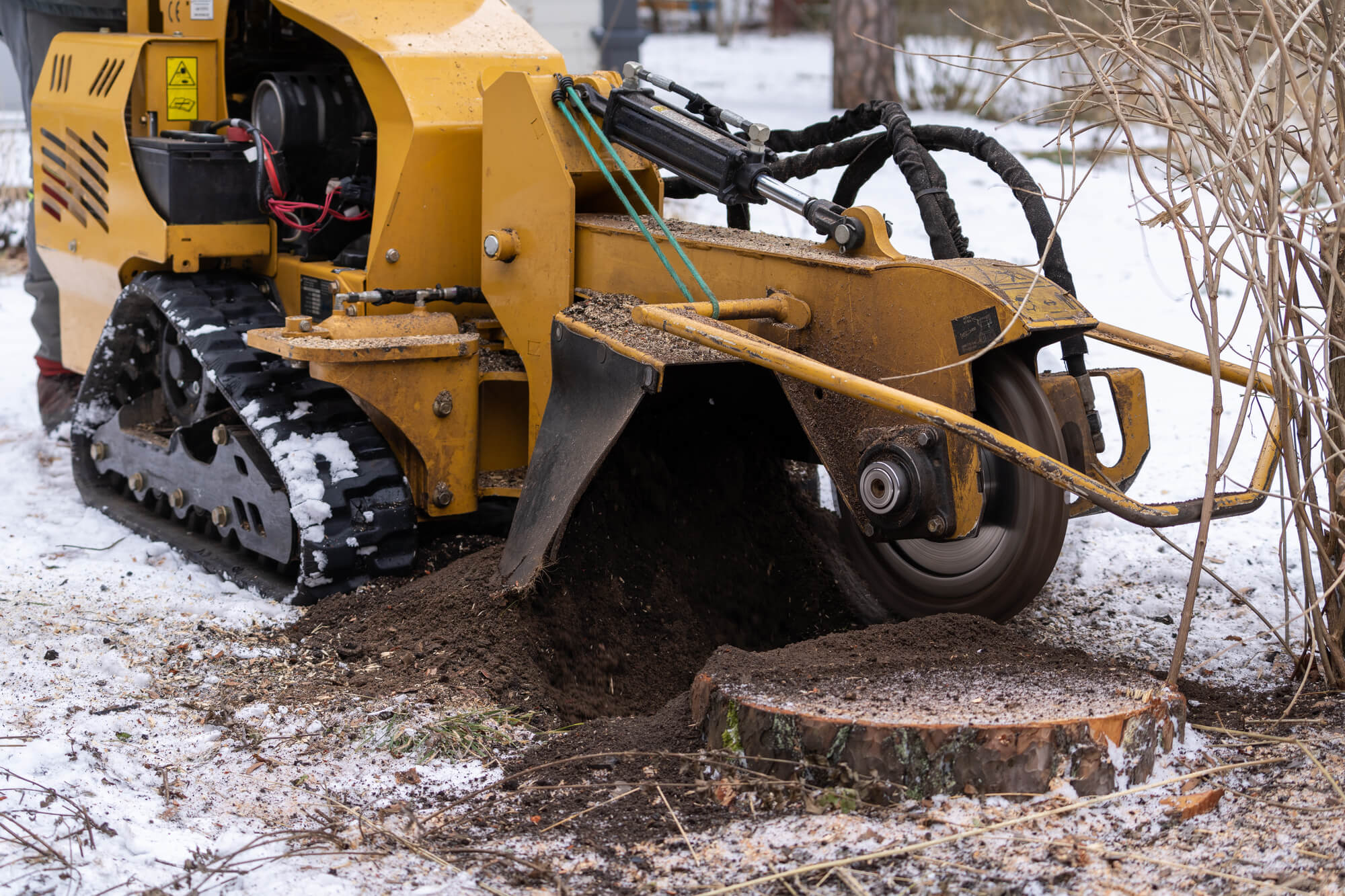 5 Reasons to Hire a Pro for Tree Stump Grinding Services | Big Easy ...
