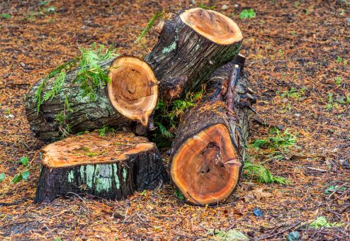 A collection of freshly cut logs resting on a forest floor covered in leaves and branches, showcasing a natural woodland setting on Vancouver Island, British Columbia.