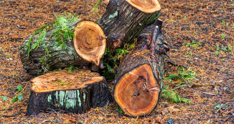 A collection of freshly cut logs resting on a forest floor covered in leaves and branches, showcasing a natural woodland setting on Vancouver Island, British Columbia.