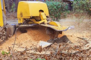 Tree stump grinding machine removes stump in forest, sending wood chips, debris into air during deforestation fall.
