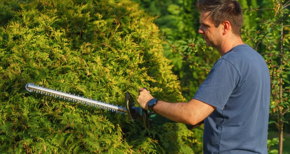 Homeowner pruning tree branches with hand tools in backyard