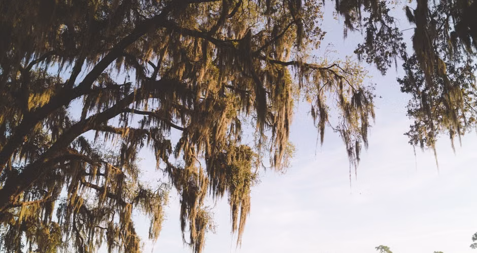 Majestic live oak tree with spreading canopy and Spanish moss in the South