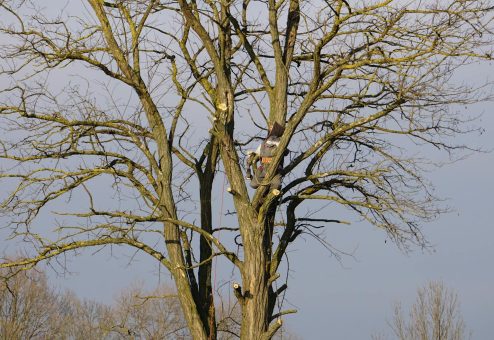 An arborist expertly climbs a tall bare tree on a clear winter day.