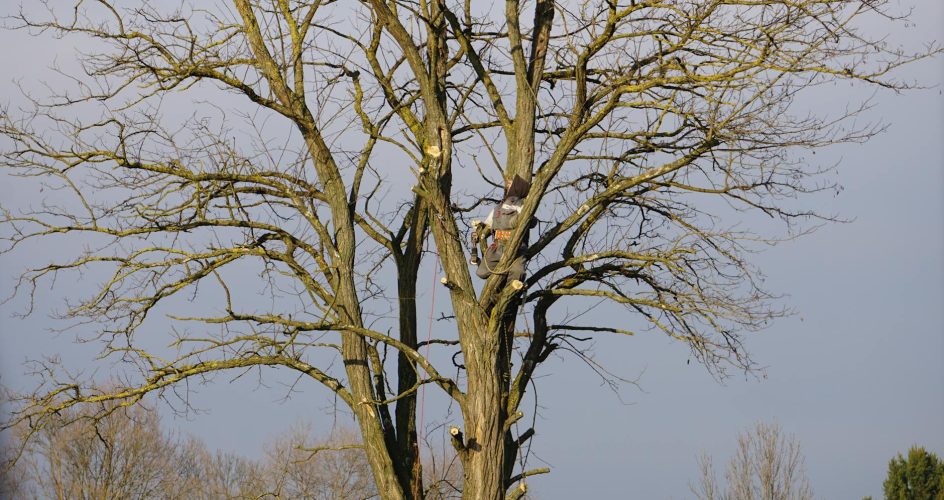 An arborist expertly climbs a tall bare tree on a clear winter day.