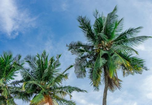 Coconut palm trees swaying under a bright blue sky, capturing a serene tropical atmosphere.