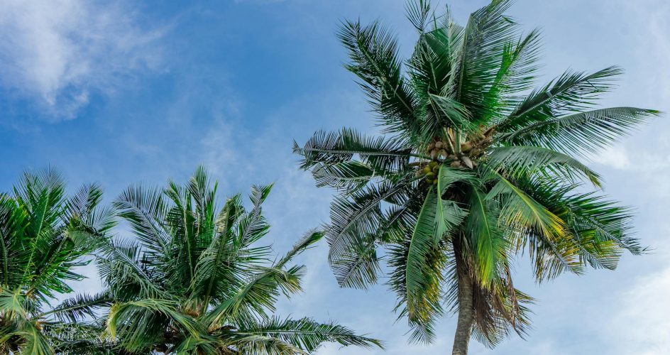 Coconut palm trees swaying under a bright blue sky, capturing a serene tropical atmosphere.