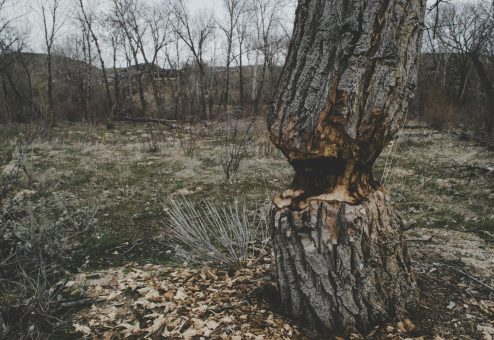 Capture of a winter forest showing a tree with bark damage surrounded by bare trees.