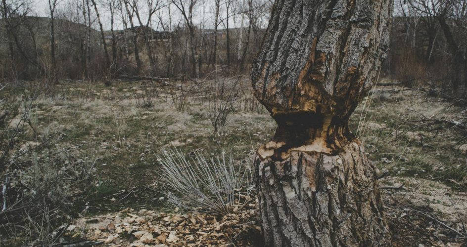Capture of a winter forest showing a tree with bark damage surrounded by bare trees.