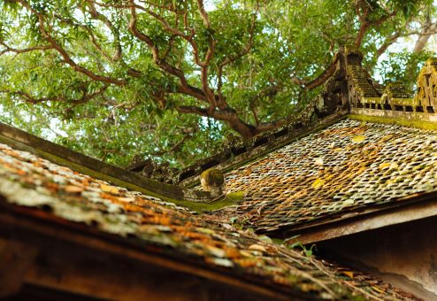 Traditional roof covered with foliage under lush trees, capturing warm sunlight.