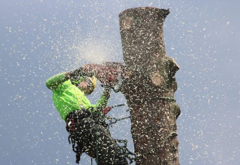 Arborist climbs tree to cut a trunk with a chainsaw, showcasing safety gear and sawdust.