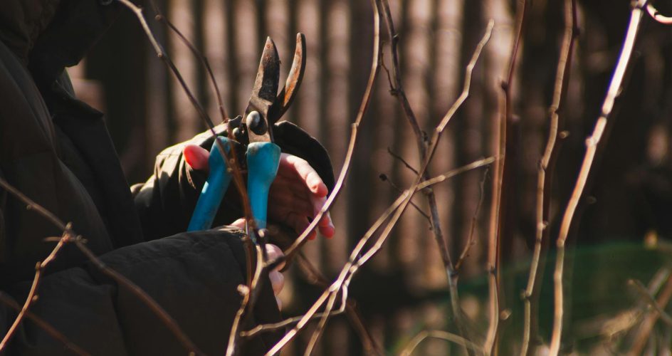 Gardener using pruning shears on shrubs during autumn with sunlight filtering through.