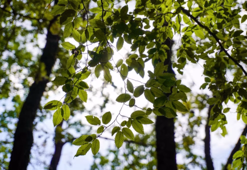 Bright sunlight streaming through properly trimmed tree branches onto green lawn
