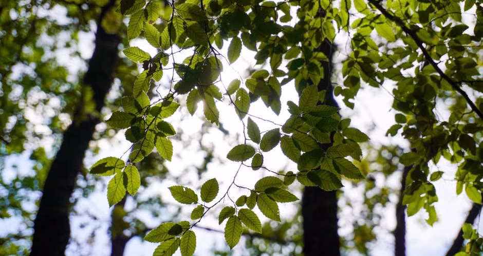 Bright sunlight streaming through properly trimmed tree branches onto green lawn