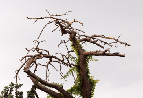 Dead branches on a tree showing dry brittle wood needing professional removal