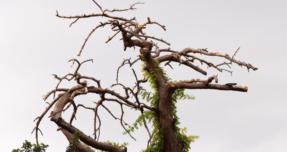Dead branches on a tree showing dry brittle wood needing professional removal