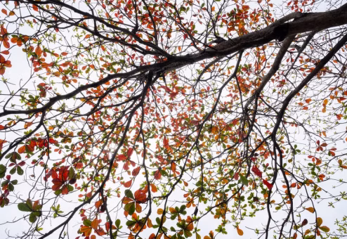 Sunlight filtering through a thinned tree canopy allowing natural light to reach the ground