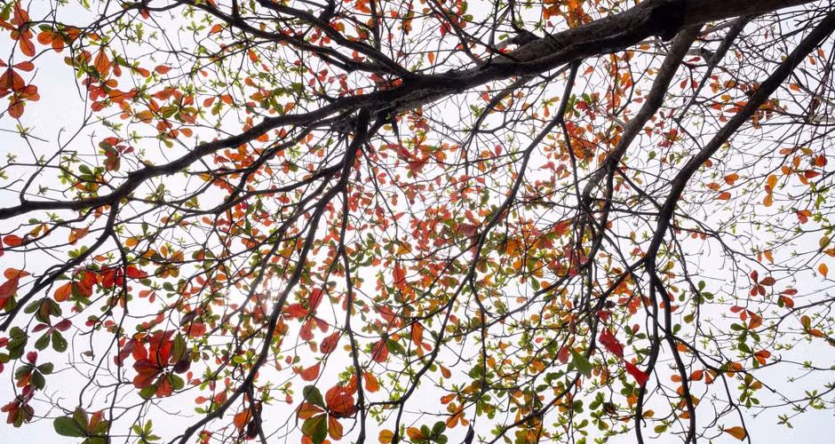 Sunlight filtering through a thinned tree canopy allowing natural light to reach the ground
