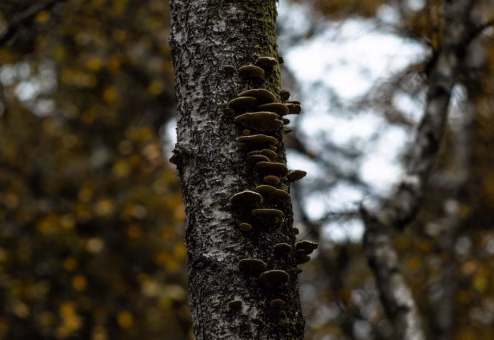 Tree bark showing signs of fungal disease requiring professional treatment