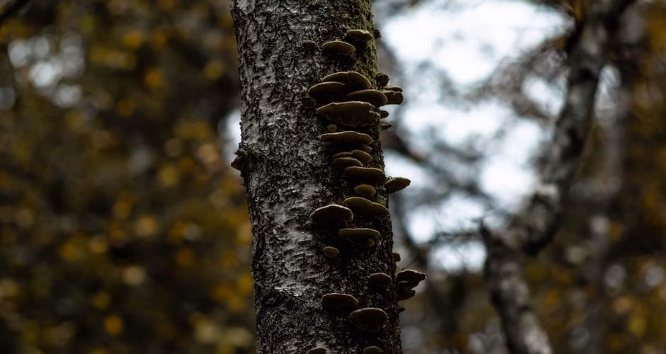 Tree bark showing signs of fungal disease requiring professional treatment