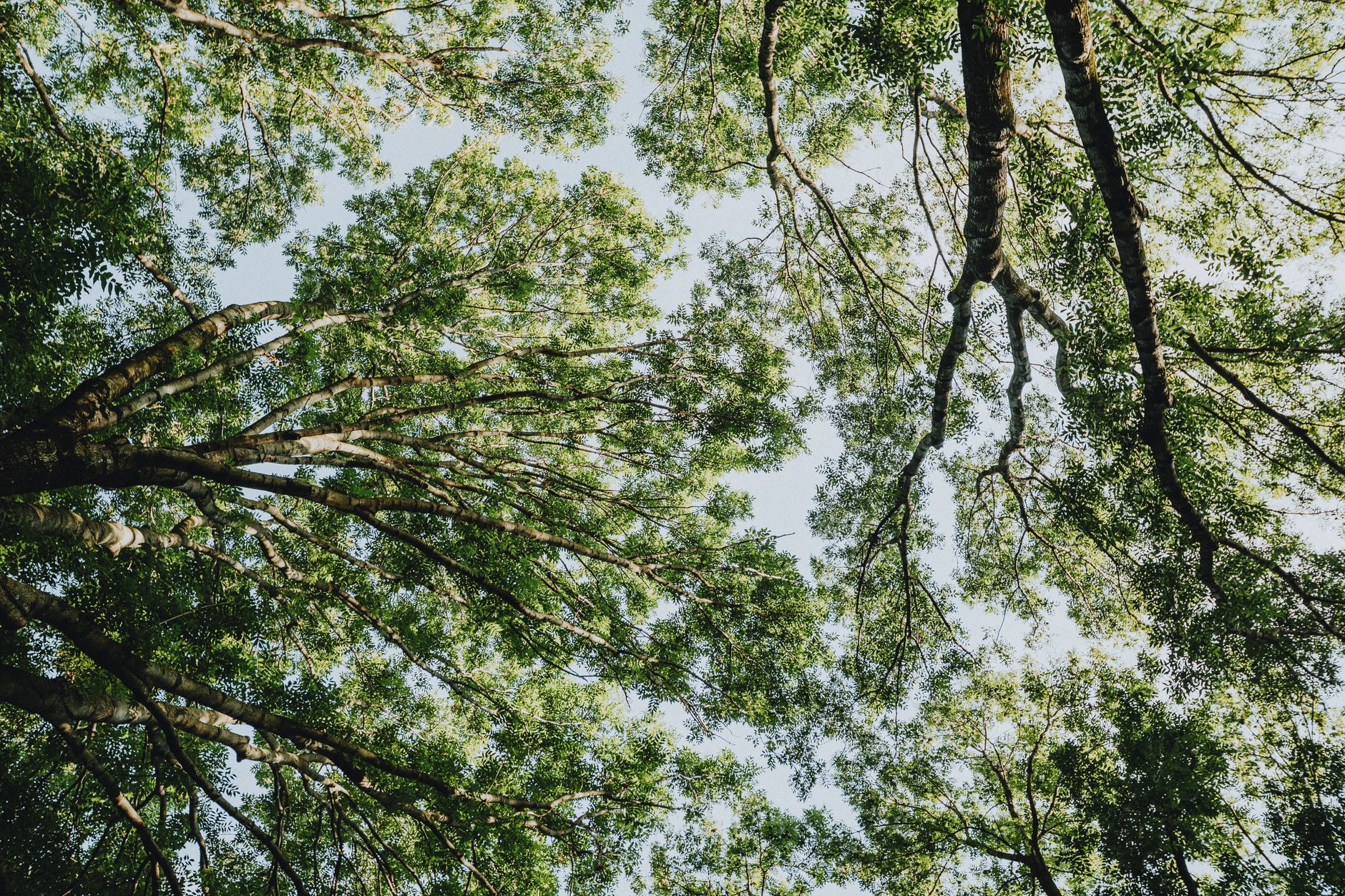 Looking up through healthy managed tree canopy New Orleans