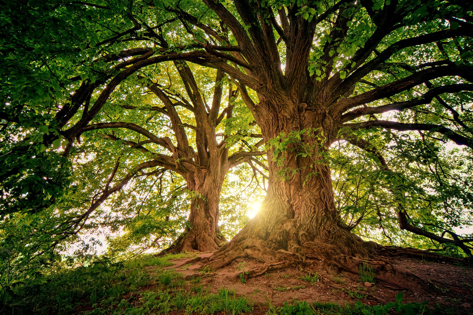 Large live oak tree trunk and roots New Orleans landscape