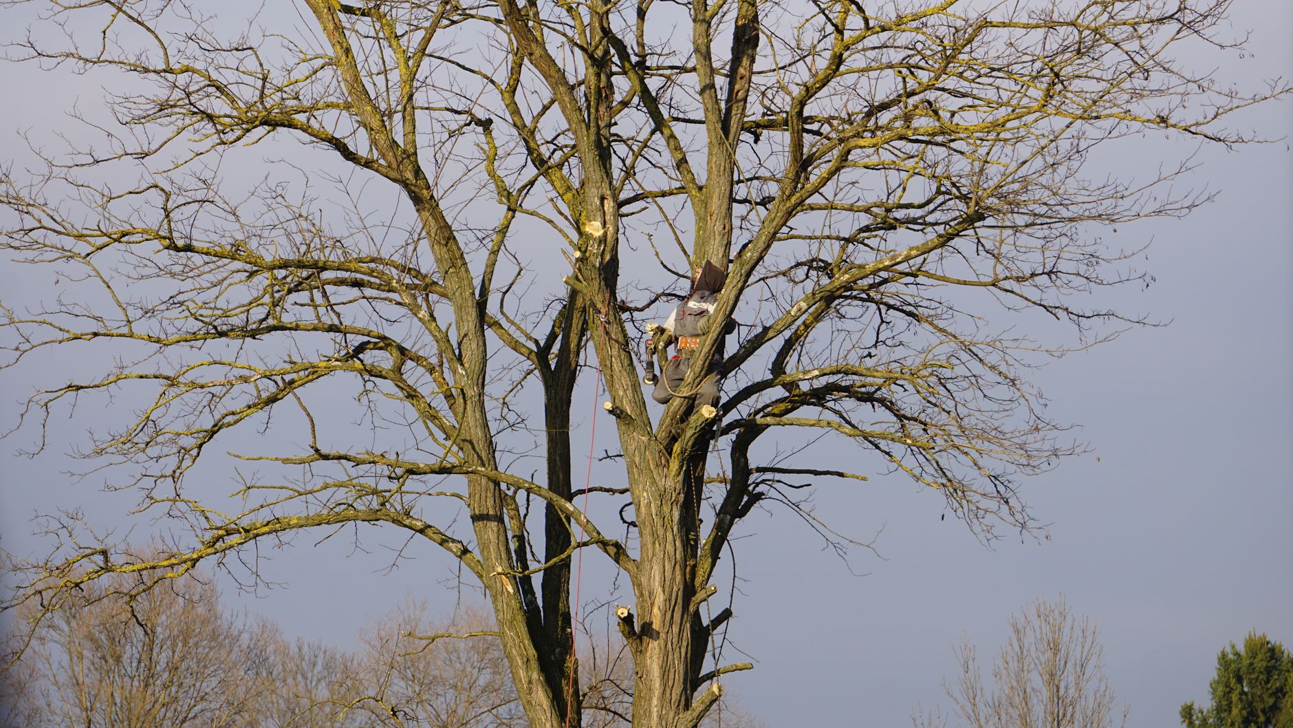 Professional tree trimming crew performing crown thinning New Orleans