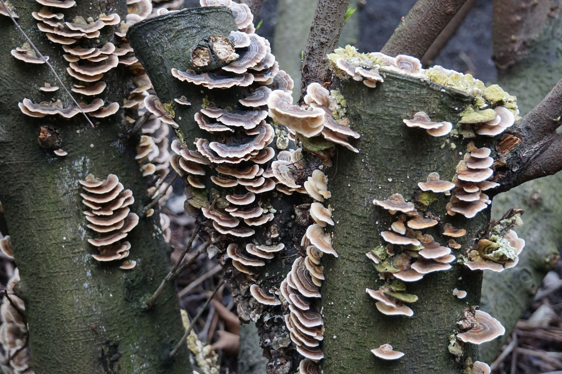 Fungal growth on tree trunk indicating tree disease New Orleans