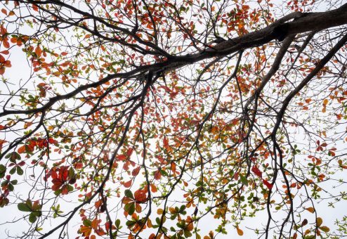 tree branches canopy thinning - Big Easy Tree Cutting New Orleans