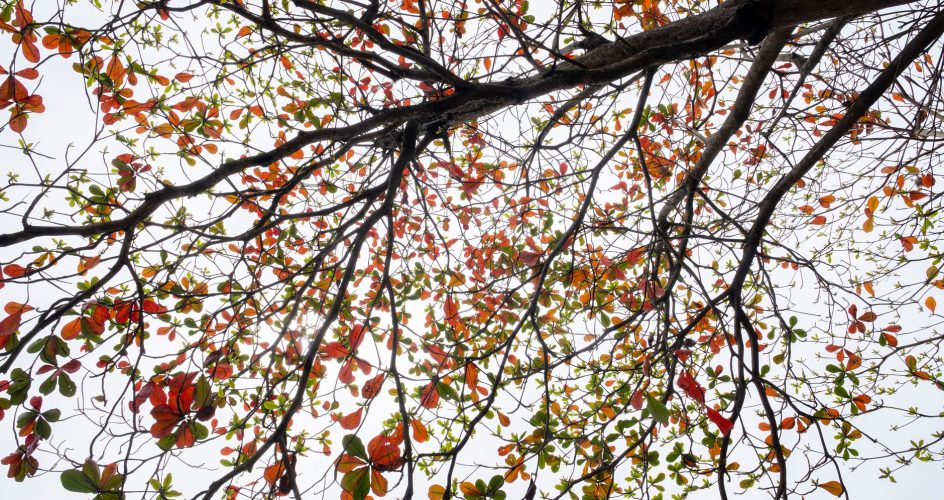 tree branches canopy thinning - Big Easy Tree Cutting New Orleans