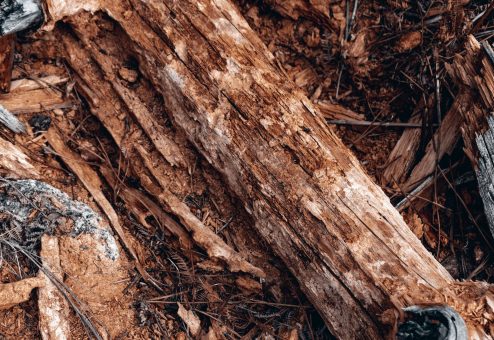 dead tree bark close up - Big Easy Tree Cutting New Orleans