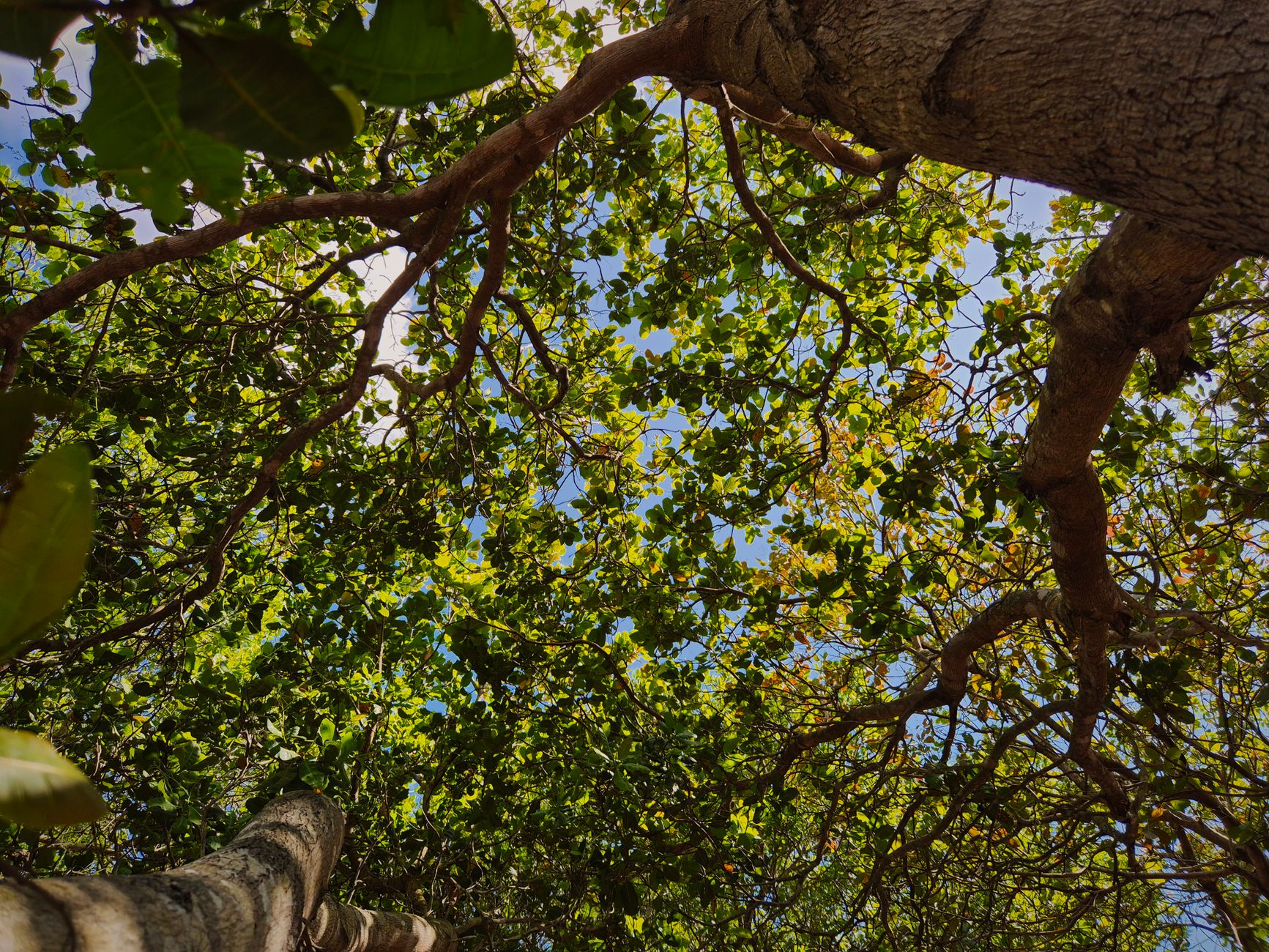Sunlight filtering through thinned tree canopy New Orleans