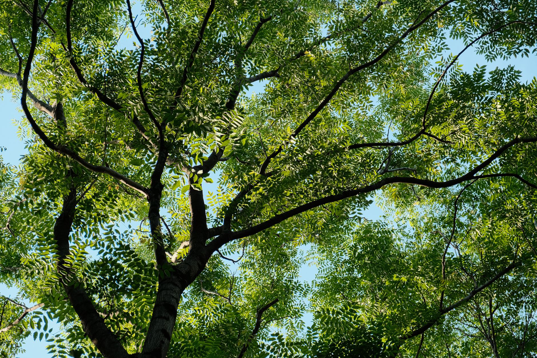 Healthy tree canopy compared to diseased tree New Orleans