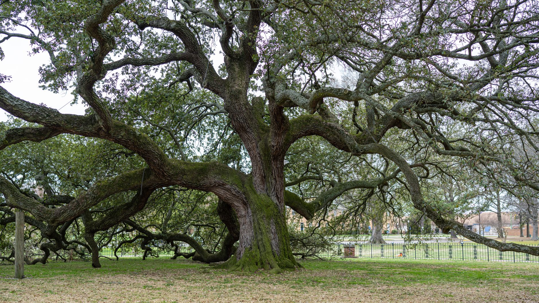 Live oak tree roots and landscape New Orleans