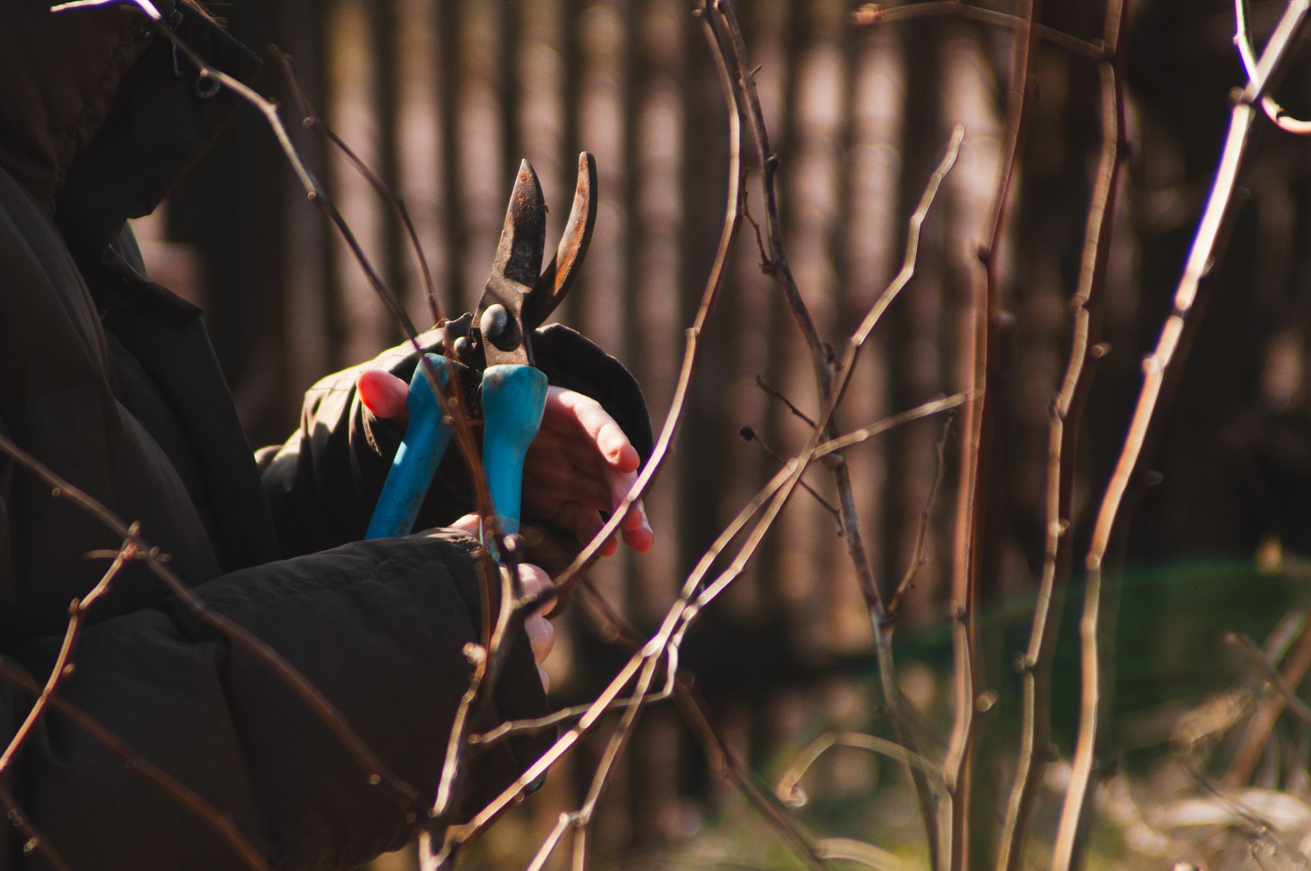 Tree pruning and canopy management New Orleans