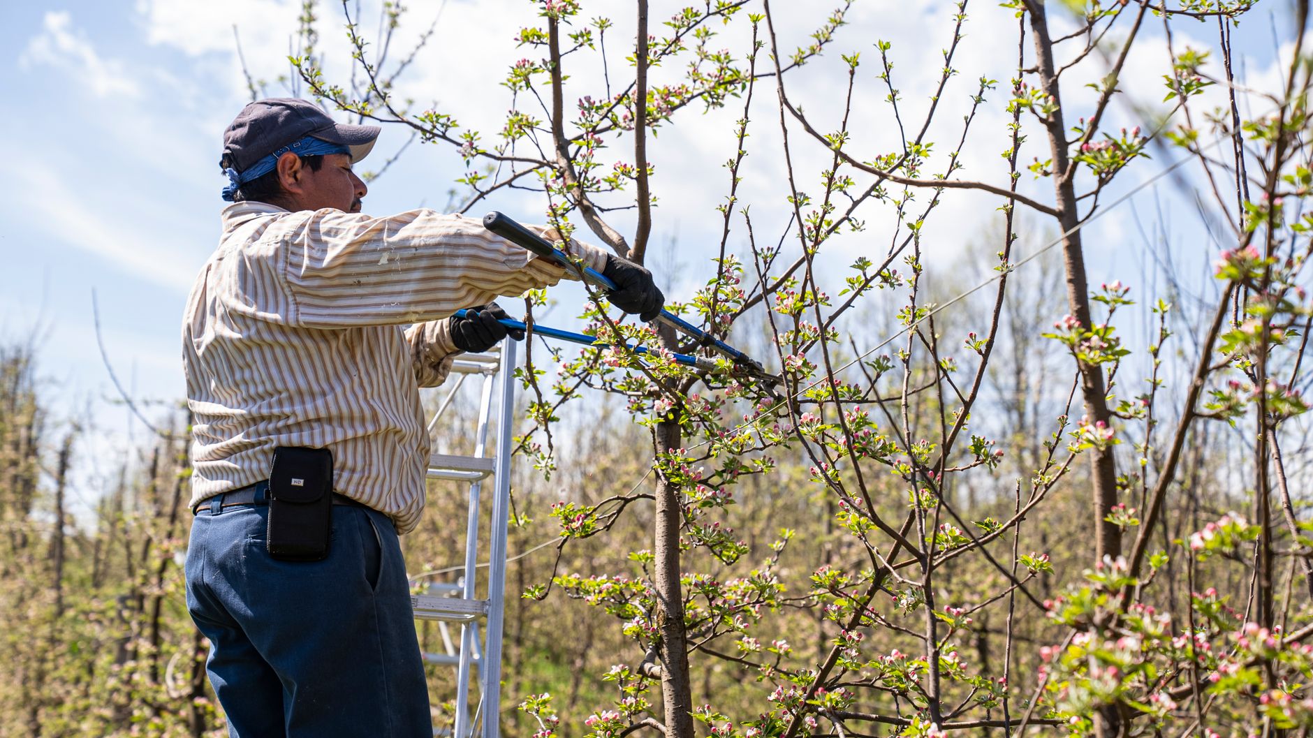Professional tree trimming worker removing dead branches New Orleans