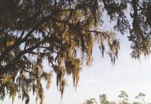 live oak tree Spanish moss - Big Easy Tree Cutting New Orleans