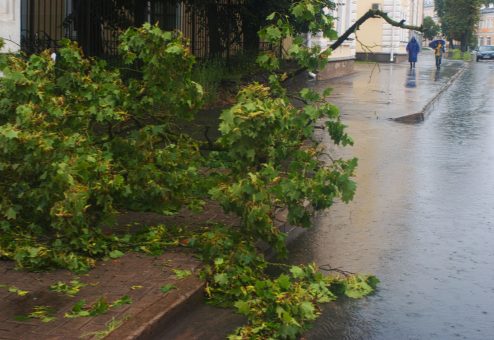storm damaged tree fallen branch - Big Easy Tree Cutting New Orleans