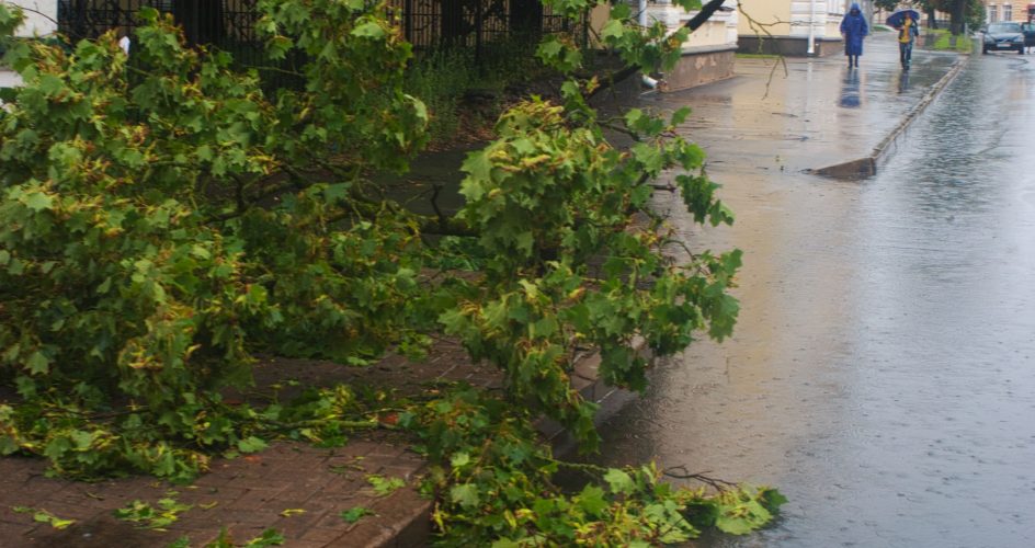 storm damaged tree fallen branch - Big Easy Tree Cutting New Orleans