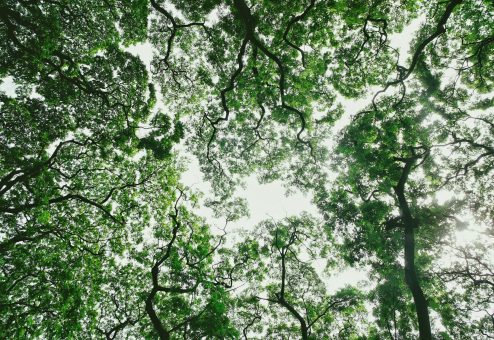 tree canopy green leaves sunlight - Big Easy Tree Cutting New Orleans