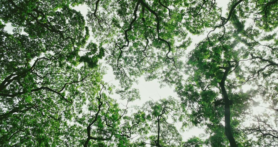 tree canopy green leaves sunlight - Big Easy Tree Cutting New Orleans