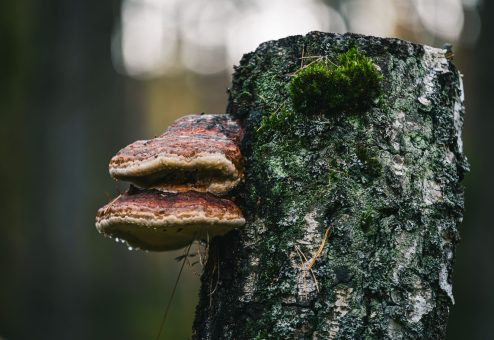 tree bark disease fungus - Big Easy Tree Cutting New Orleans