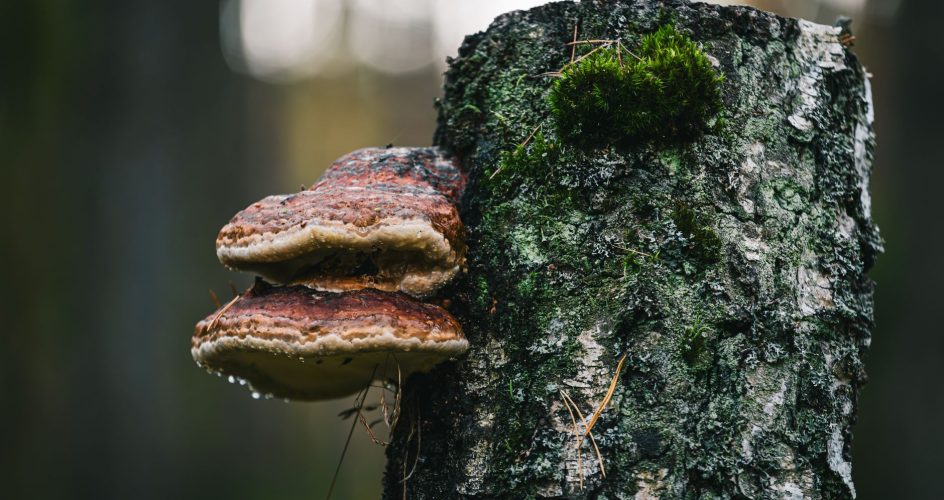 tree bark disease fungus - Big Easy Tree Cutting New Orleans