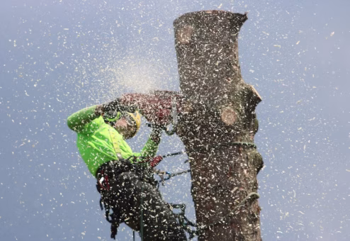 Arborist climbing a tree with a chainsaw to remove the trunk in sections