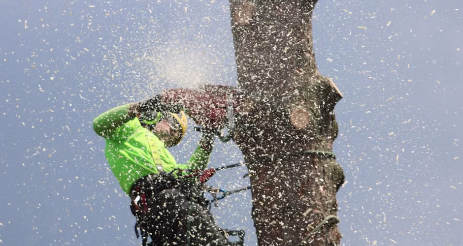 Arborist climbing a tree with a chainsaw to remove the trunk in sections