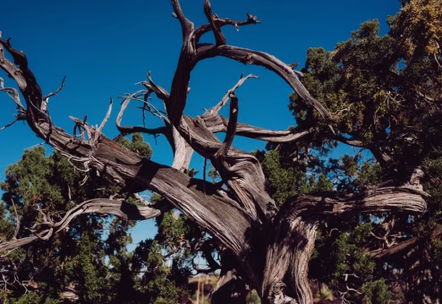 Bare leafless tree standing against a blue sky, a common warning sign that a tree may need removal