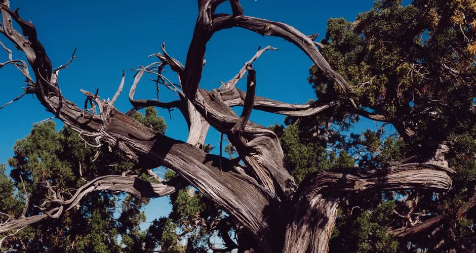 Bare leafless tree standing against a blue sky, a common warning sign that a tree may need removal