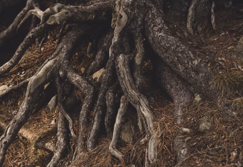 Intertwined tree roots spreading across a forest floor showing how far a root system extends